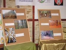 Galeria - Las jak świątynia - finał konkursu