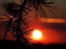 Galeria - Las jak świątynia - zwycięskie prace