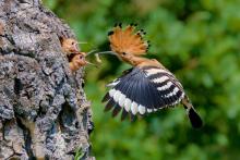 Znalazłeś pisklę? Nie zabieraj go do domu