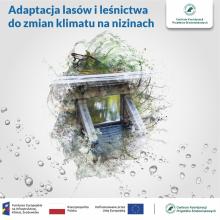 Adaptacja lasów i leśnictwa do zmian klimatu na nizinach