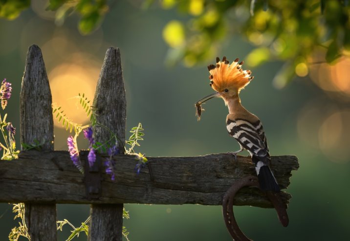 Dudek (Fot. Piotr Krześlak)